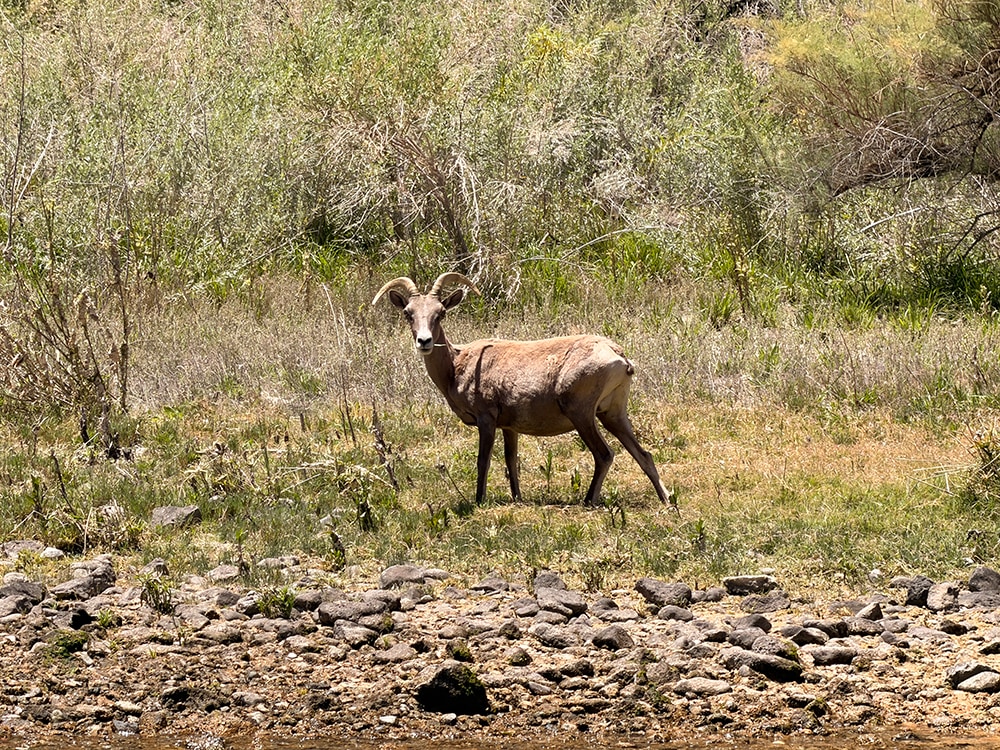 Wildlife near Hover Dam
