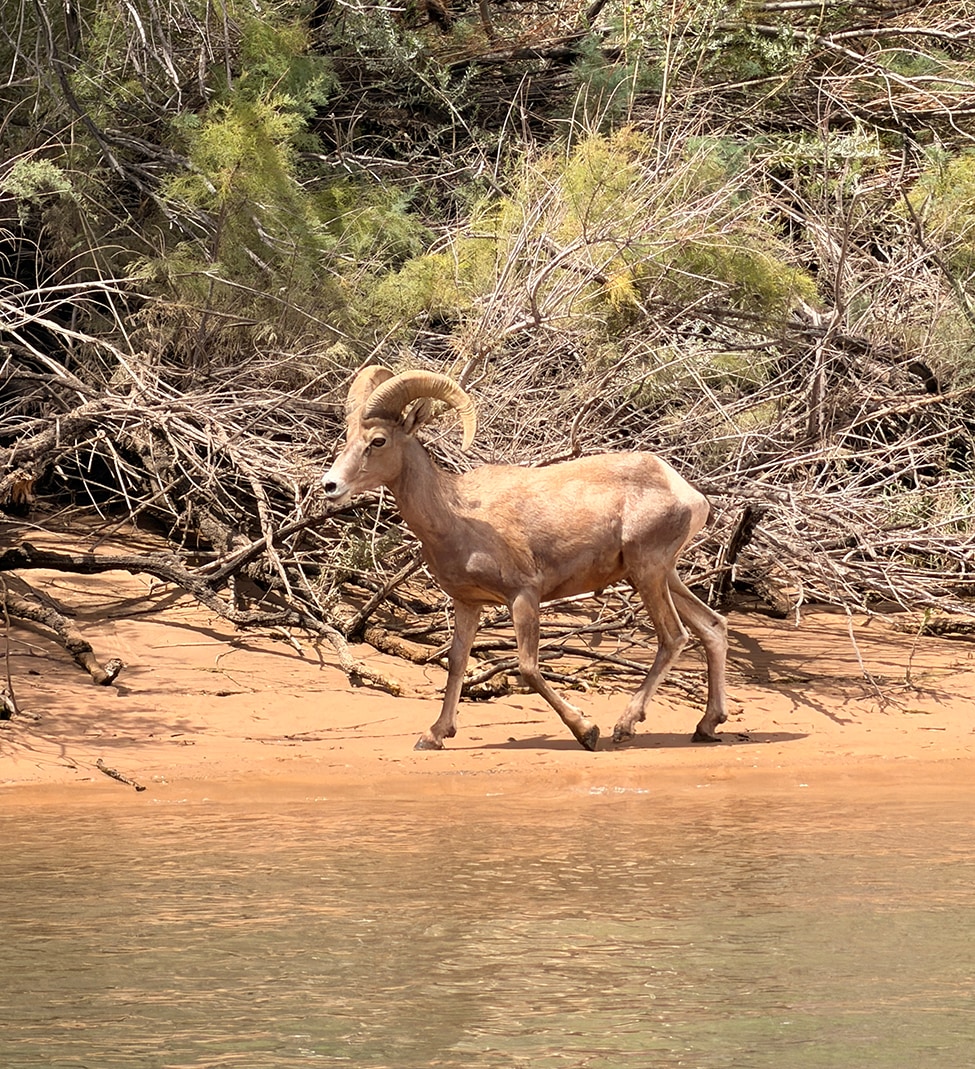 Wildlife near Hover Dam